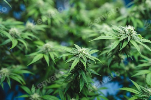 Preview: Green house and harvesting of cannabis weed hemp plants cultivation of marijuana farm laboratory