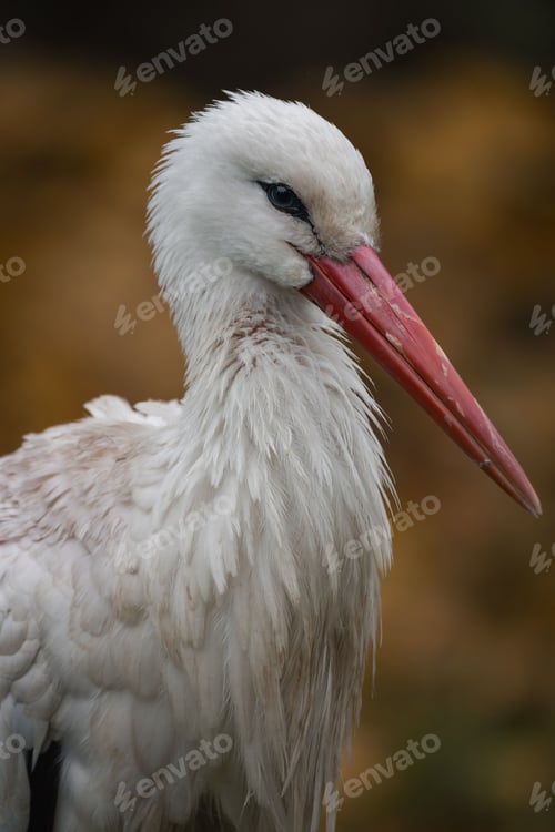 Preview: White stork with red beak