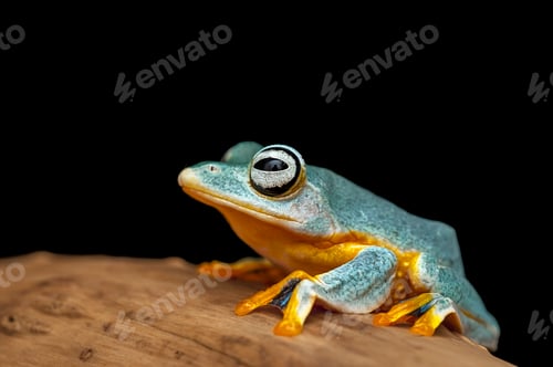 Preview: blue Giant flying frog isolated on white background