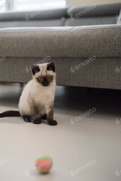 Preview: Siamese Cat waiting to play with a colored ball