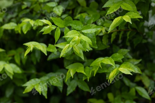 Preview: Close-Up of Lush Green Tree Leaves Outdoors