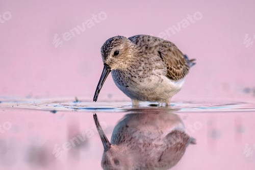 Preview: Dunlin in Wetland against bright background