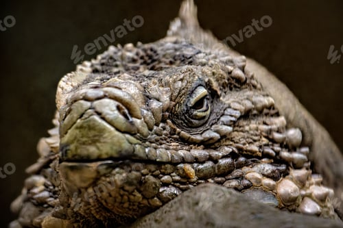 Preview: Closeup of iguana looking directly at the camera against a dark background