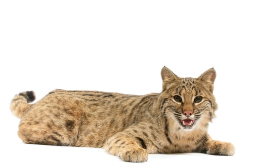 Preview: Relaxed Bobcat Lounging with Open Mouth on White