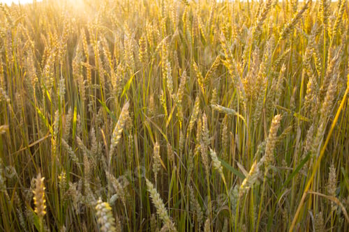 Preview: Wheat, rye field. Ears of golden wheat, rye close-up. Rural landscapes sunlight.