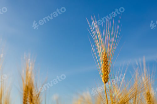Preview: Yellow agriculture field with ripe wheat and blue sky