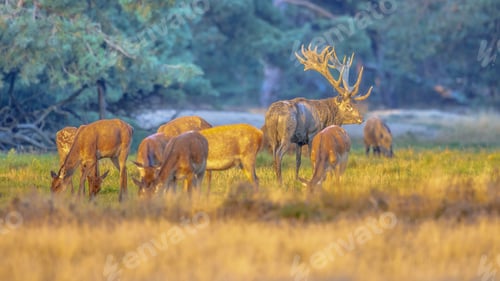 Preview: Male red deer guarding females in natural habitat on Veluwe