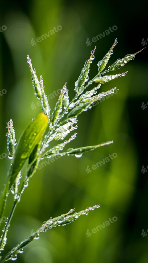 Preview: Close-up shot of a plant with green leaves fully covered in water droplets on a green background