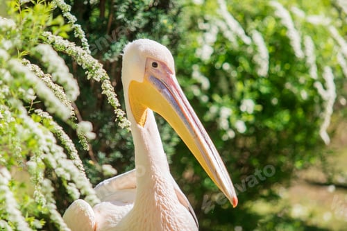 Preview: White Pelican in Natural Green Foliage Environment