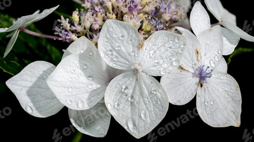 Preview: White hydrangea lanarth white on a black background