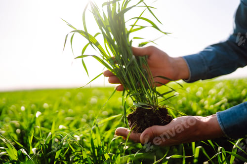 Preview: Young Green wheat seedlings in the hands of a farmer. Checking wheat field progress.