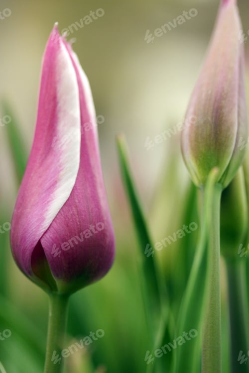 Preview: Tulip