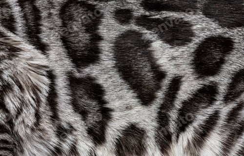 Preview: Macro of silver bengal cat hair