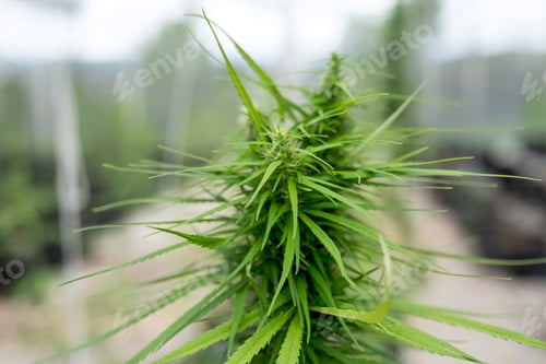 Preview: Green Hemp marijuana or cannabis leaves in the hydroponic water drop system garden farm