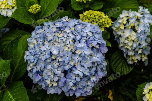 Preview: Hydrangeas in Sao Miguel
