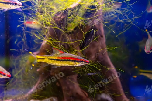 Preview: Melanotaenia Australis, Rainbowfish Swimming In Aquarium Pool With Green Seaweed