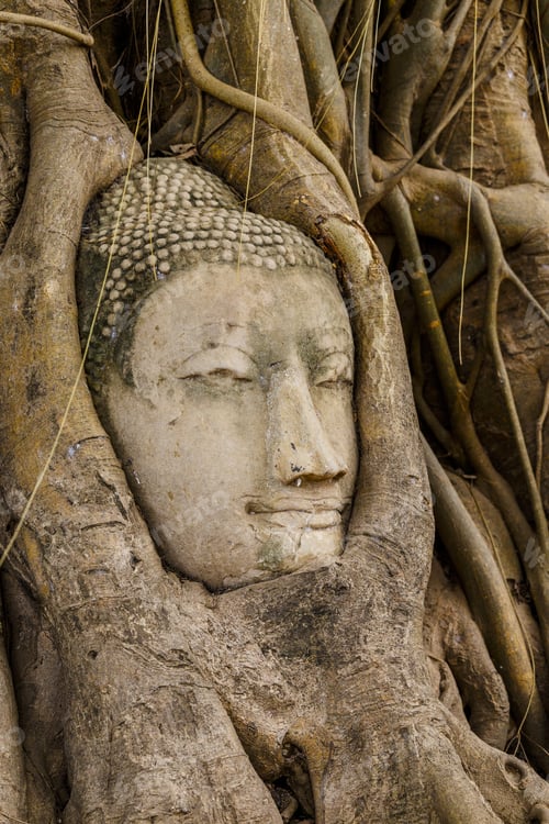Preview: Buddha head in old tree