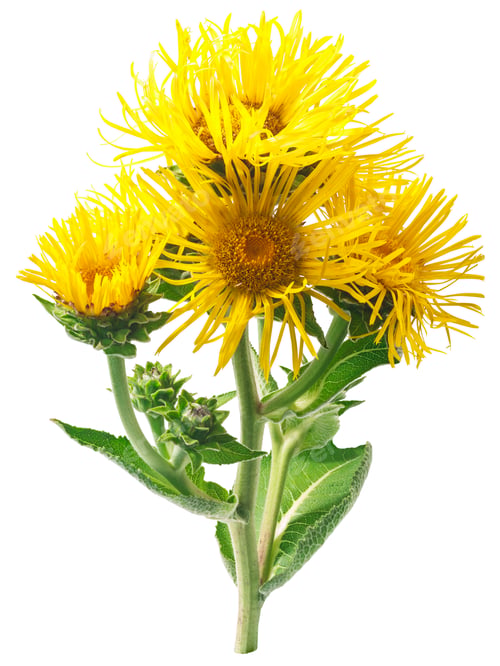 Preview: Elecampane (Inula helenium) flowering plant, isolated