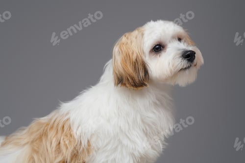 Preview: Little white doggy yorkshire terrier breed isolated on gray