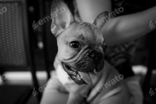 Preview: A playful french bulldog puppy with its tongue out at a cafe