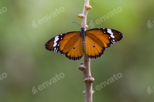 Preview: butterfly