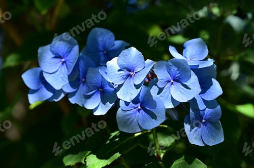 Preview: Vibrant blue hydrangea flowers in bloom.