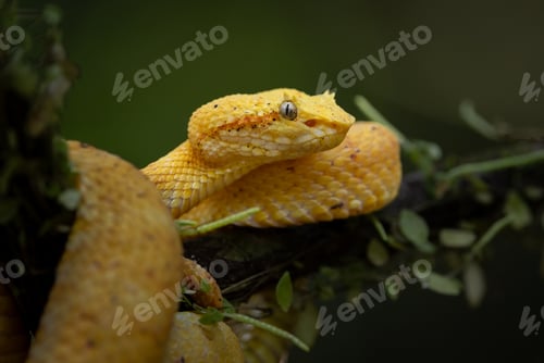 Preview: An Eyelash Viper in Costa Rica