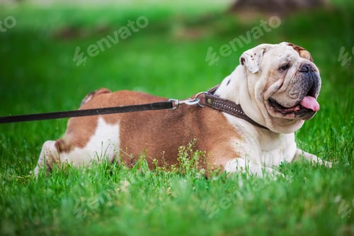 Preview: English bulldog lying on the lawn