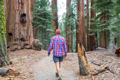 Preview: Sequoia