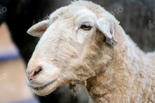 Preview: young domestic ram or sheep in a pen at the zoo or farm, spring seasons