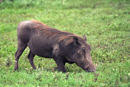 Preview: Grazing warthog