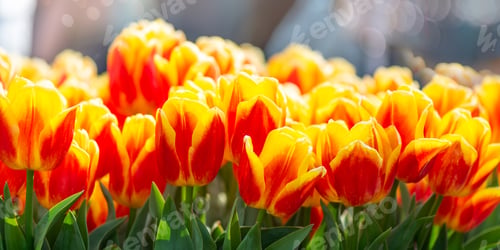 Preview: Flower gardens in the Netherlands during spring.