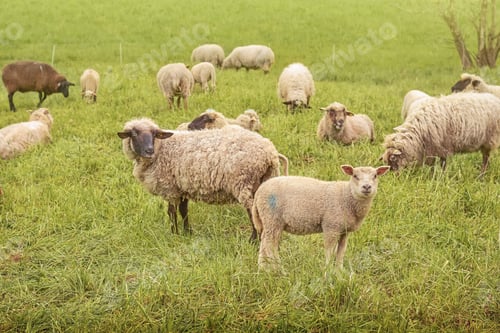 neugierige Schafe
