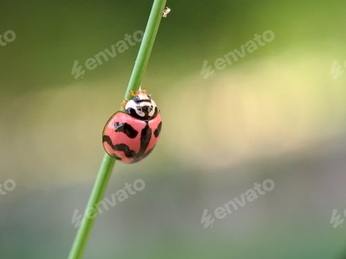 Preview: Ladybug