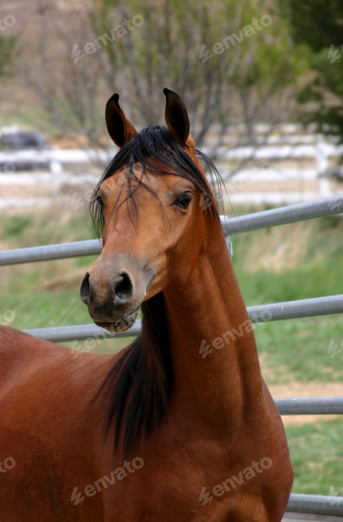 Preview: arabian, horse, mare, stallion, riding