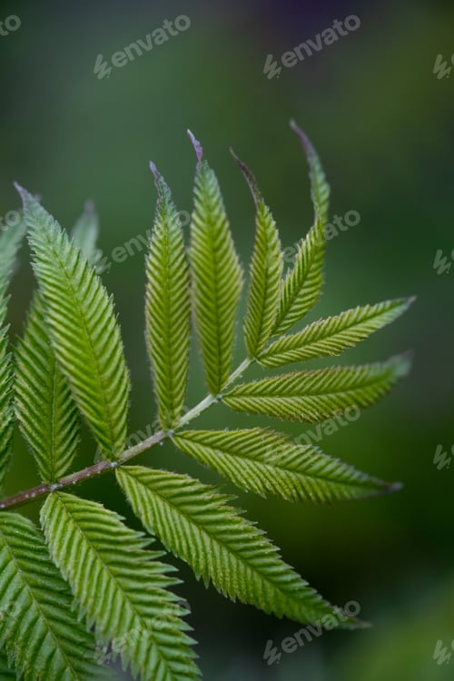 Preview: A branch with young leaves in natural conditions in spring.