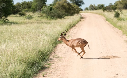 Preview: running impala in kruger park