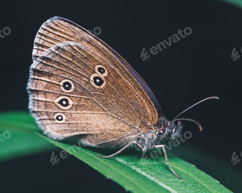 Preview: Macro shot of a satyr butterfly on a green leaf