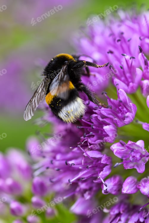 Preview: Bumblebee on flower