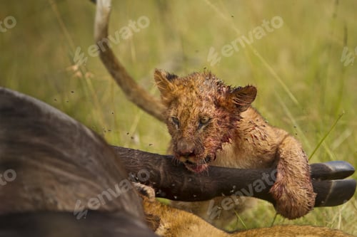 Preview: Little lion feeding savagely from a dead animal in the African jungles