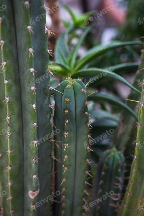 Preview: Espadin cactus closeup with thorns and green leaves.