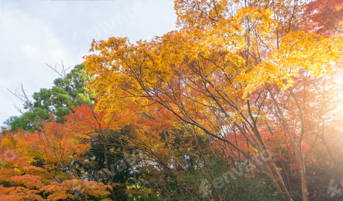 Preview: Red maple leaves or fall foliage in colorful autumn season, Yamanashi. Five lakes. Trees in Japan