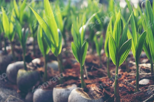 Preview: Sprout of coconut tree, Young coconut seed germination green leave