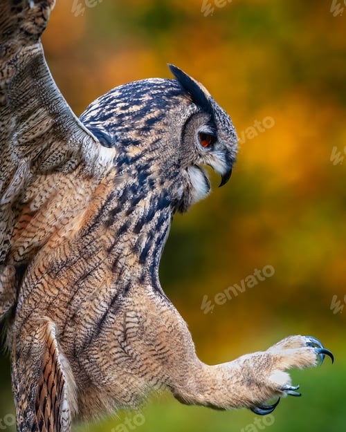 Preview: Closeup of the landing of a Eurasian eagle-owl.