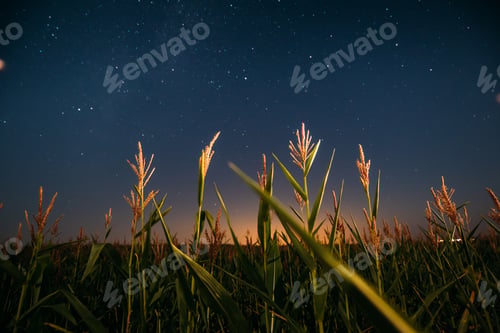 Preview: Night Starry Sky Above Green Maize Corn Field Plantation In Summ