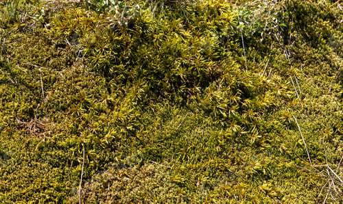 Preview: Highly detailed moss, texture, and background