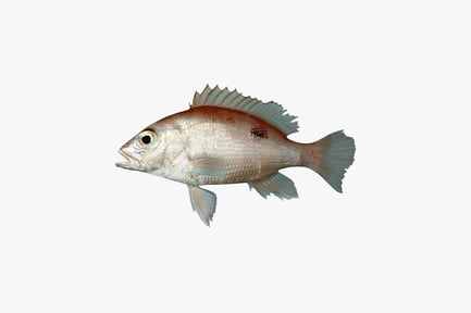 Preview: Laterally oriented fish with red dorsal stripe