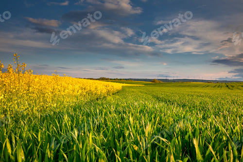 Preview: beautiful fields on German farmland