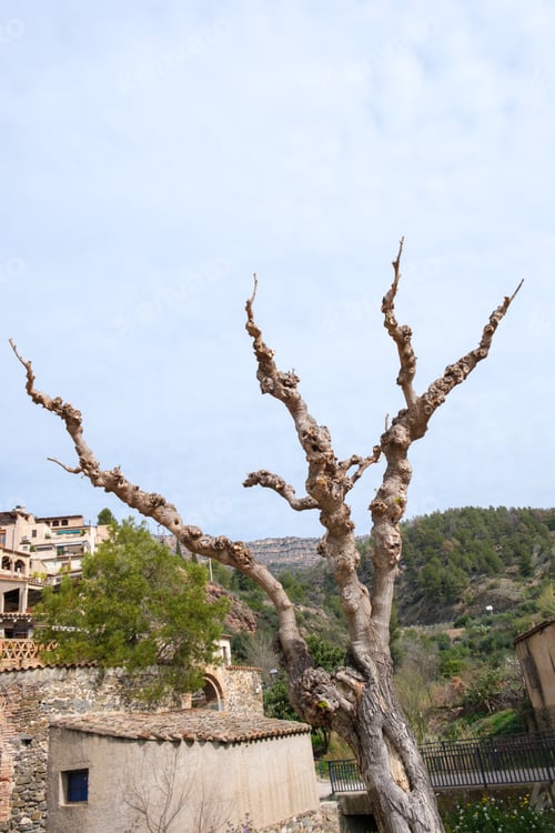 Preview: A pollarded tree, Mediterranean mulberry, that has been excessively pruned, Spain