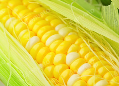 Preview: corn cob